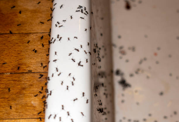 Best Insect Control  in Randleman, NC