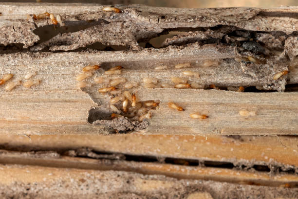Best Residential Pest Control  in Randleman, NC