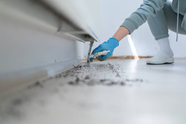 Best Ant Control Services  in Randleman, NC